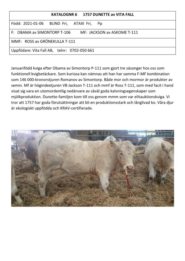 Nötkreatur - Charolais - 1757 DUNETTE av VITA FALL